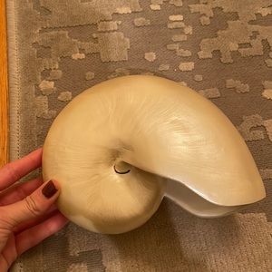 Decorative giant Pearlized shell